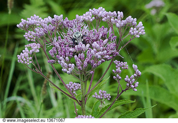 Bumble bee on Spotted Joe-Pye-Weed  Eupatorium maculatum  in Ward Pound Ridge Reservation  New York  in August.
