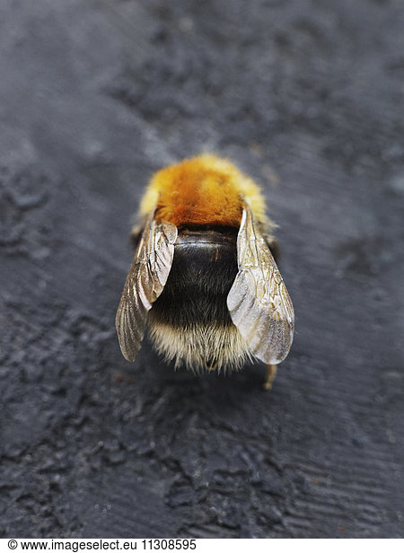 Bumblebee  close-up