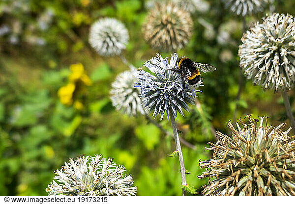 Bumblebee perching on thistle plant