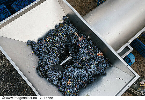 Bunch of fresh grapes in crushing machinery at winery