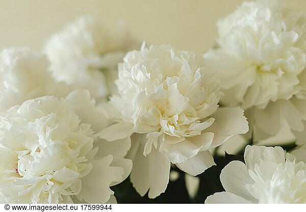 Bunch of fresh white peony flowers