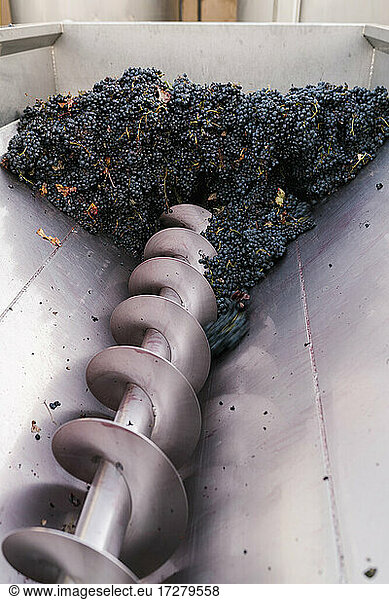 Bunch of grapes in crushing machinery at winery