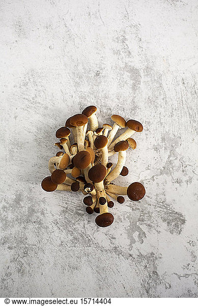 Bunch of nameko mushrooms lying on white surface