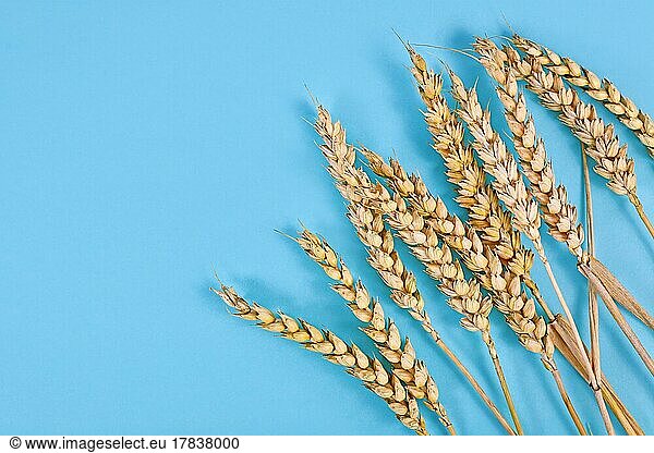 Bunch of of ripe wheat grain on blue background
