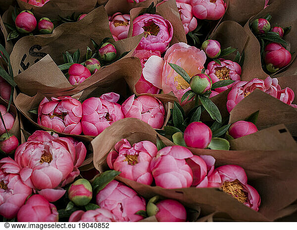bunches of pink peonies