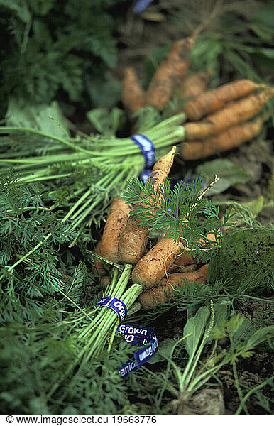 Bunches of sweet organic carrots  at an organic farm near Toronto  Ontario  Canada.