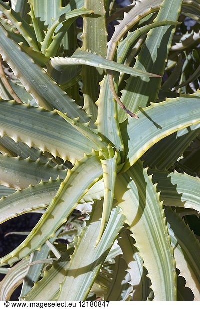 Bunte Kandelaber-Aloe (Aloe arborescens Variegata).