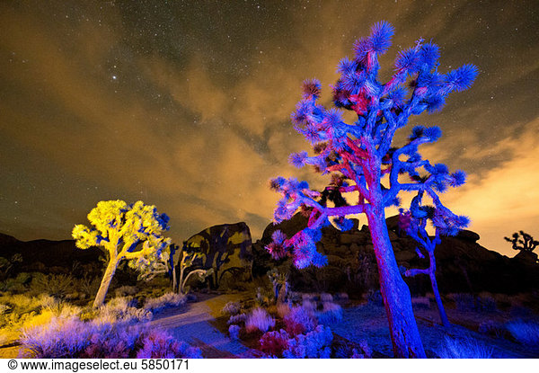 Bunte Lichter auf Joshua Trees bei Nacht  Joshua Tree National Park  Kalifornien  USA