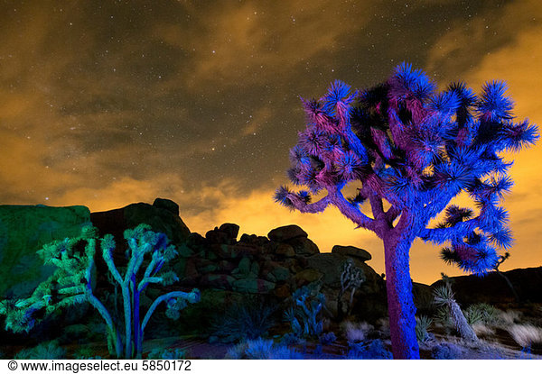 Bunte Lichter auf Joshua Trees bei Nacht  Joshua Tree National Park  Kalifornien  USA