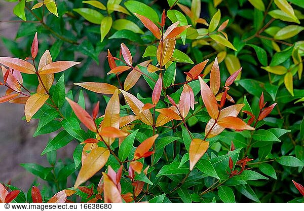 Bunte Rot Orange und Grün Blatt Hintergrund. Tropische bunte frische Pflanze Blätter.