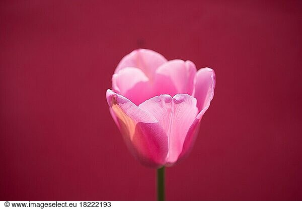 Bunte Tulpe Blüte mit einem bunten Hintergrund