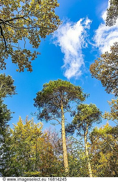Bunter Herbstwald in den Niederlanden  Europa.