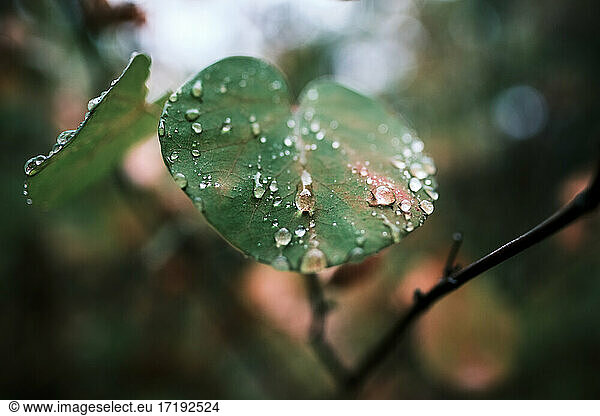 Buntes Blatt bedeckt mit Regentropfen