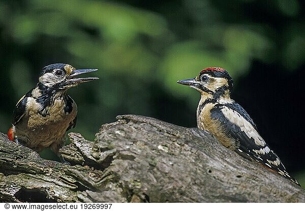 Buntspecht (Picoides major) die Eier werden 11  13 Tage bebrütet (Foto Weibchen und flügger Jungvogel)  Great Spotted Woodpecker the female lays 5 to 7 eggs (Photo female and juvenile bird)  Dendrocopus major
