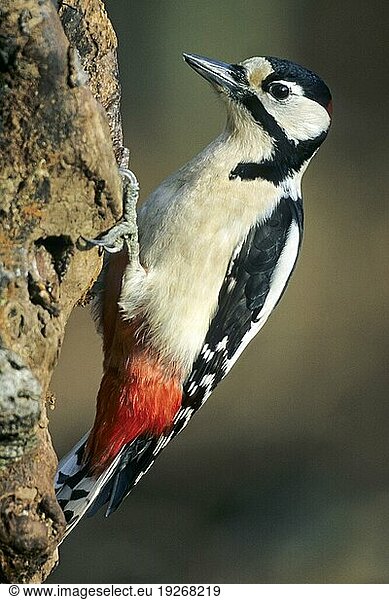 Buntspecht (Picoides major) stellt keine besonderen Ansprüche an den Lebensraum und ist deshalb weitverbreitet (Foto Maennchen)  Great Spotted Woodpecker the female lays 5 to 7 eggs (Photo adult male)  Dendrocopus major