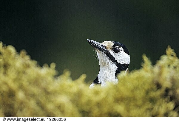 Buntspecht (Picoides major) weiblicher Altvogel schaut wachsam hinter einem Moospolster hervor (Großer Buntspecht)  Great Spotted Woodpecker adult female intently looking (Great Woodpecker) (Red-crowned Pied Woodpecker)  Dendrocopus major