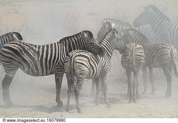 Burchell's zebra (Equus burchellii) in dust. Namibia