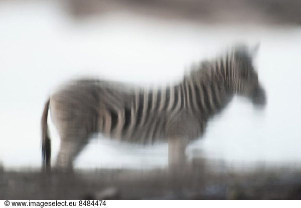 Burchell-Zebra (Equus burchelli) spiegelt sich in einem Wasserloch  Namutoni  Etosha-Nationalpark  Namibia
