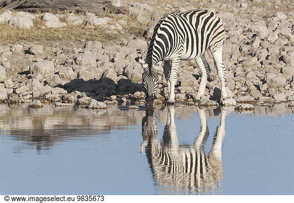 Burchell-Zebra (Equus burchellii) trinkt am Wasserloch mit Wasserspiegelung  Etosha-Nationalpark  Namibia  Afrika