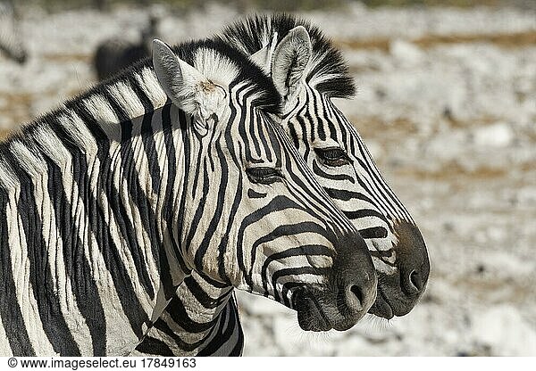 Burchell-Zebra (Equus quagga burchellii)  zwei erwachsene Tiere nebeneinander  Tierporträt  Etosha-Nationalpark  Namibia  Afrika