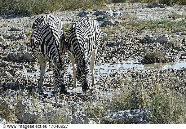Burchell-Zebra (Equus quagga burchellii)  zwei erwachsene Tiere nebeneinander  trinkend am Wasserloch  Etosha-Nationalpark  Namibia  Afrika