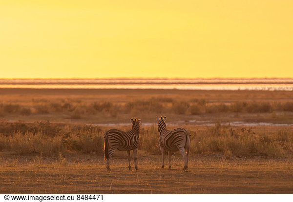 Burchell-Zebras (Equus burchelli) bei Sonnenuntergang an einem Wasserloch  Namutoni  Etosha-Nationalpark  Namibia