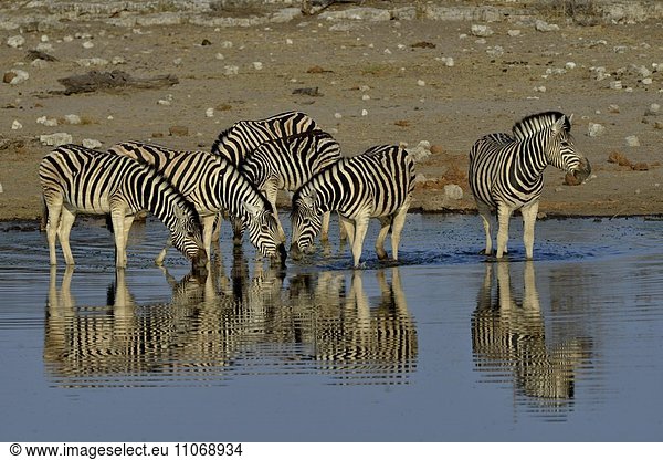 Burchell-Zebras (Equus quagga burchelli) im Wasser  Wasserloch Chudop  Etosha-Nationalpark  Namibia  Afrika