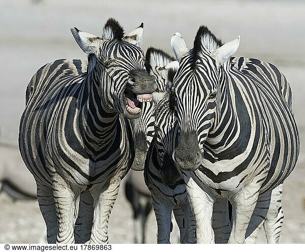 Burchell-Zebras (Equus quagga burchellii)  zwei erwachsene Tiere mit Zebrakalb  ein erwachsenes Tier gähnend  Etosha-Nationalpark  Namibia  Afrika
