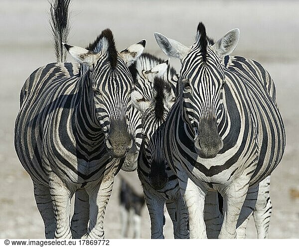 Burchell-Zebras (Equus quagga burchellii)  zwei erwachsene Tiere mit Zebrakalb  Etosha-Nationalpark  Namibia  Afrika
