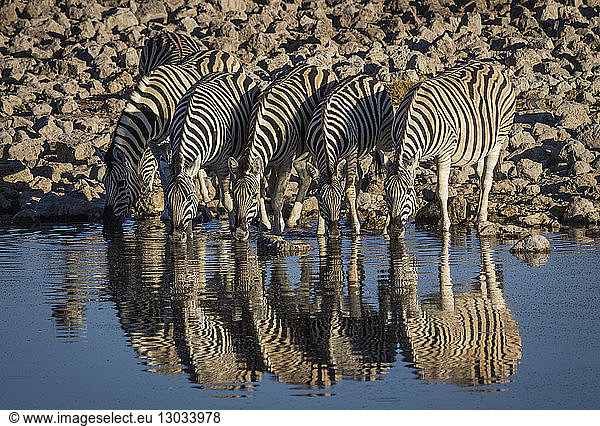 Burchells Zebra (Equus burchelli) drinking at waterhole  Okakeujo Camp  Etosha National Park  Namibia
