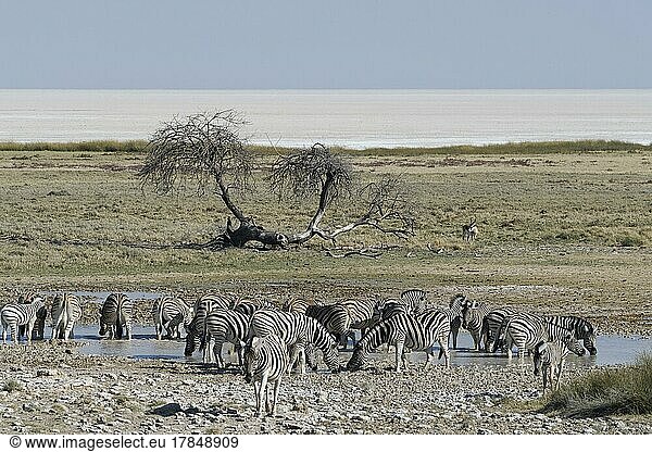 Burchells zebras (Equus quagga burchellii)  herd drinking at waterhole  Etosha salt pan in the distance  Etosha National Park  Namibia  Africa
