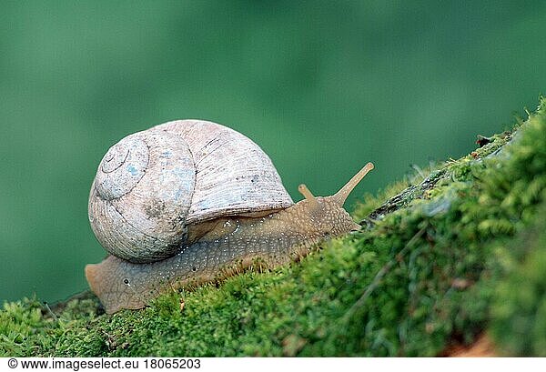 Burgundy snail (Helix pomatia)  North Rhine-Westphalia  Germany  Europe