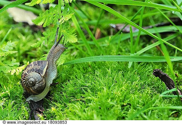 Burgundy snail (Helix pomatia) North Rhine-Westphalia  Germany  Europe