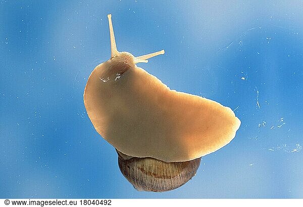 Burgundy snail (Helix pomatia)  underside