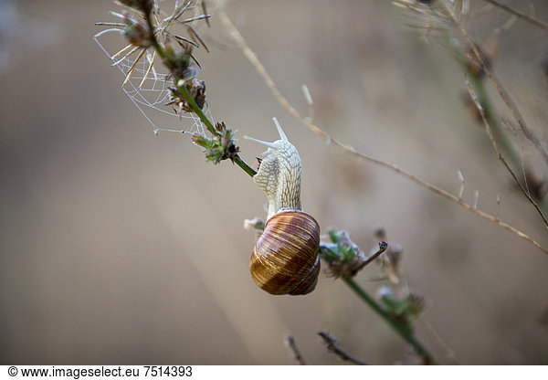 Burgundy snail  Roman snail  Edible snail or Escargot (Helix pomatia) climbing on a plant  near Wustermark  Brandenburg  Germany  Europe