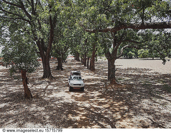 Burkina Faso  4x4 car on tree lined dirt road