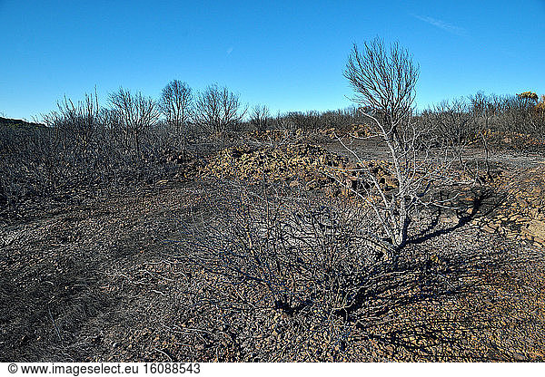 Burned garigue after the 08/10/2016 fire in Gabian  Hérault  France