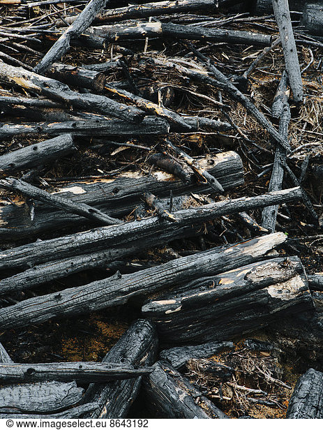 Burned logs and debris from clear cut forest  Olympic NF