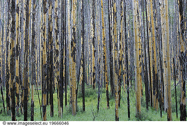 Burned trees after a prescribed burn (forest fire) in the Rocky Mountains  Banff National Park  Alberta  Canada.