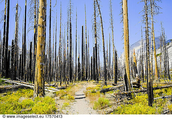 Burned trees in Yosemite National Park