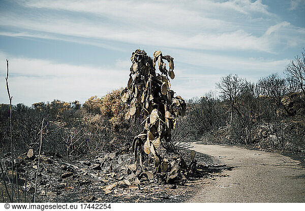 Burnt cacti standing beside footpath in area consumed by wildfire