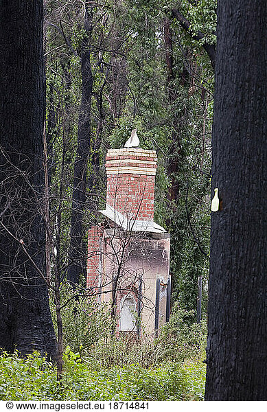 Burnt forest and a destroyed house at Kinglake which was one of the worst affected communities of the catastrophic 2009 Australian Bush Fires in the state of Victoria. 173 people w