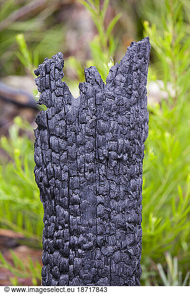 Burnt forest near Kinglake which was one of the worst affected communities of the catastrophic 2009 Australian Bush Fires in the state of Victoria. 173 people were killed and many