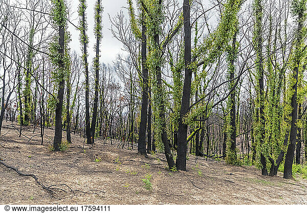 Burnt forest trees sprouting after forest fire