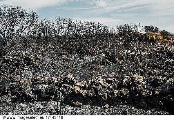 Burnt trees after forest fire