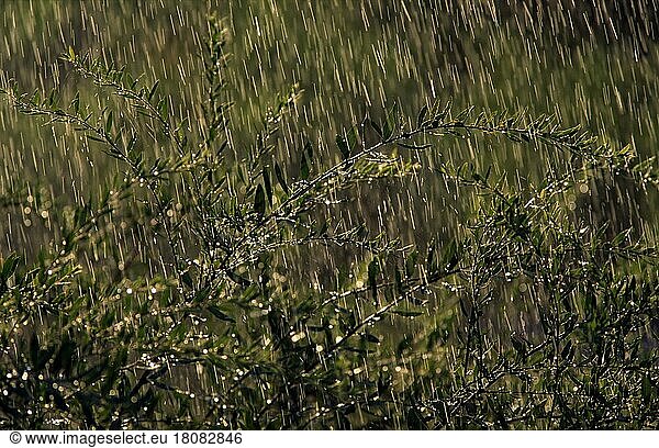 Busch im Regen  Strauch im Regen (Pflanzen) (Pflanzen) (Sträucher) (Gegenlicht) (Sommer) (Querformat) (horizontal)