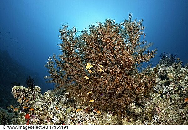 Buschige Schwarze Koralle (Anthipades) auf Riffdach mit Rotmeer Fahnenbarsch (Pseudanthias taeniatus)  Rotes Meer  Aqaba  Königreich Jordanien