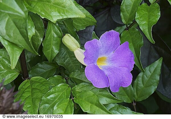 Buschwindröschen (Thunbergia erecta). Wird auch Königsmantel und Kartoffelstrauch genannt.