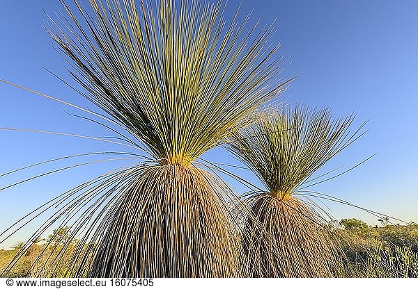 Bush Grass tree in the Kalbarri National Park  Xanthorrhoea drummondi : remarkable species and characteristic of Western Australia   in semi-arid areas where it forms with the only shrub Banksia plants