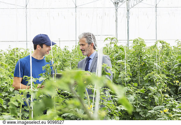 Business owner and worker talking among tomato plants in greenhouse